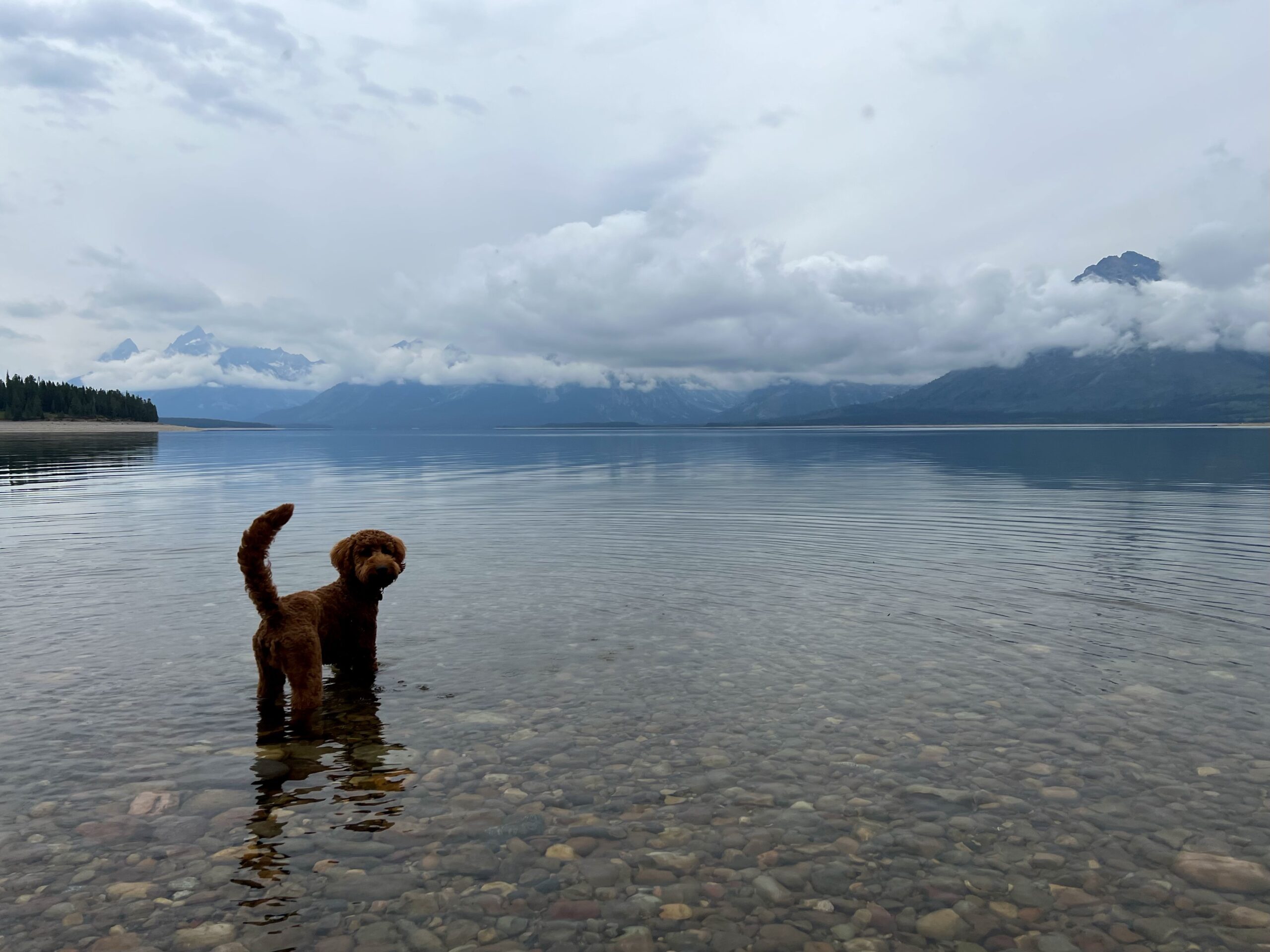 F1B Goldendoodle Puppies for Sale - Twin Lakes Puppies